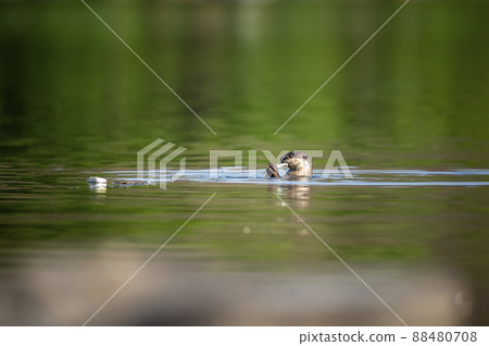 Smooth coated otter or Lutrogale perspicillata eating fish after hunting with reflection in ramganga river water at dhikala zone of jim corbett national park uttarakhand india asia 88480708