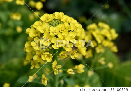 Chinese cabbage flowers 88480759