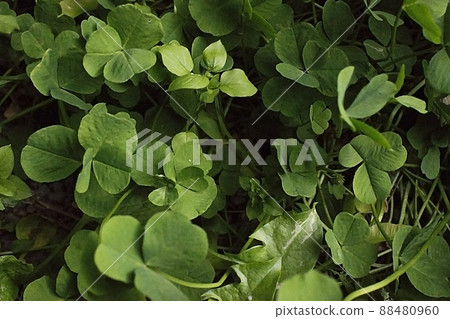 green clover leaves background with some parts in focus green clover leaves background with some parts in focus 88480960