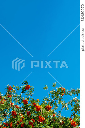 A branches of rowan with red berries background blue sky banner. Autumn and natural background. Autumn banner with rowan berries and leaves. Copy space. 88480970
