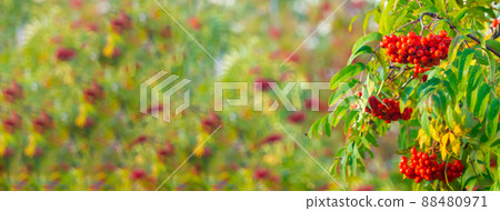A branches of rowan with red berries banner. Autumn and natural background. Autumn banner with rowan berries and leaves. Copy space. 88480971