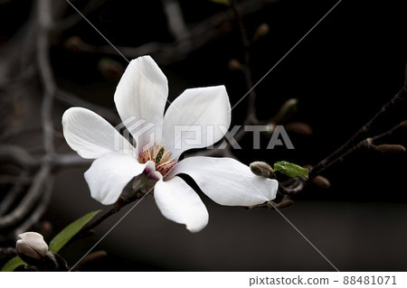 Kobusi flower that announces early spring Kobusi flower that announces early spring 88481071