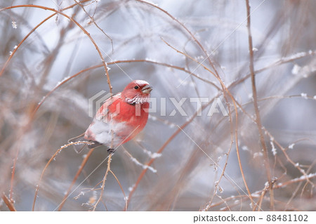 Pallas's rose Pallas's rose 88481102