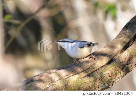 Goblin Goblin 88481304