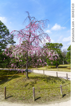 Nijo Castle, the season when the cherry blossoms are in full bloom [Kyoto City] 88481410