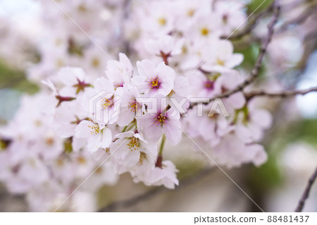 Nijo Castle, the season when the cherry blossoms are in full bloom [Kyoto City] 88481437