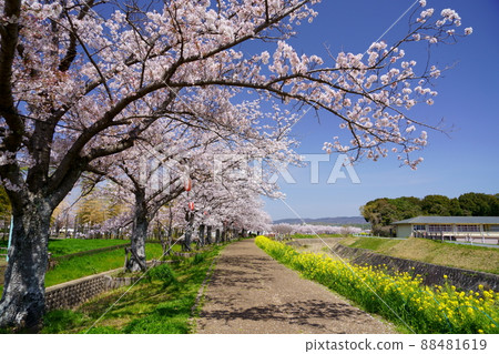 Kizugawa City, Kyoto Prefecture, a promenade of cherry blossom trees and rape blossoms Kizugawa City, Kyoto Prefecture, a promenade of cherry blossom trees and rape blossoms 88481619