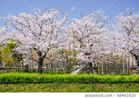 京都府木津川市，櫻花和油菜花的長廊 88481620