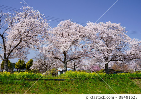 Kizugawa City, Kyoto Prefecture, a promenade of cherry blossom trees and rape blossoms Kizugawa City, Kyoto Prefecture, a promenade of cherry blossom trees and rape blossoms 88481625