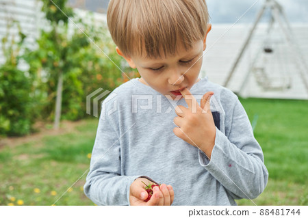 Child 4 years old holding and eating raspberries in backyard Child 4 years old holding and eating raspberries in backyard 88481744