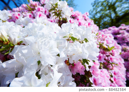 Tsutsuji Park, Iwata City, Shizuoka Prefecture 88482384