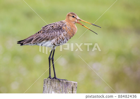 Black-tailed Godwit (Limosa limosa) - Eemnes, the Netherlands 88482436