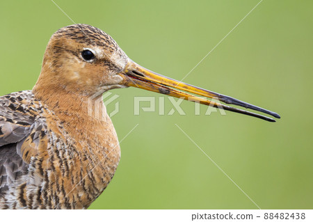 Black-tailed Godwit (Limosa limosa) - Eemnes, the Netherlands Black-tailed Godwit (Limosa limosa) - Eemnes, the Netherlands 88482438