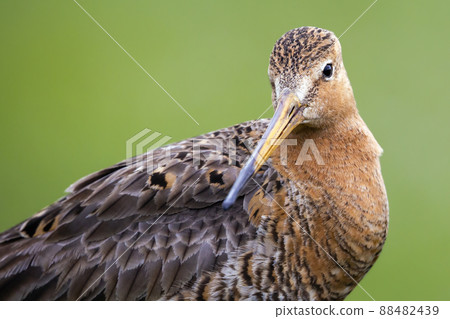Black-tailed Godwit (Limosa limosa) - Eemnes, the Netherlands Black-tailed Godwit (Limosa limosa) - Eemnes, the Netherlands 88482439