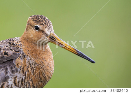 Black-tailed Godwit (Limosa limosa) - Eemnes, the Netherlands Black-tailed Godwit (Limosa limosa) - Eemnes, the Netherlands 88482440