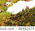 Moss in the thaw 88482674