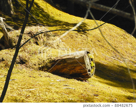 Stump buried in moss 88482675