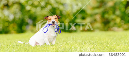 Concept of dog walking and pet sitting with dog holding leash in mouth 88482901