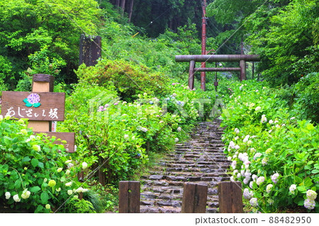 栃木市太平山繡球花坡上的繡球花 88482950
