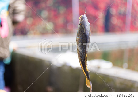 魚塘里釣到的魚 魚塘里釣到的魚 88483243