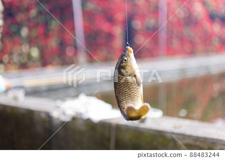Fish caught in the fishing pond Fish caught in the fishing pond 88483244