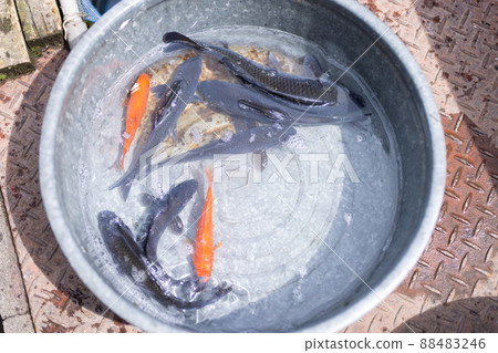 Fish caught in the fishing pond Fish caught in the fishing pond 88483246