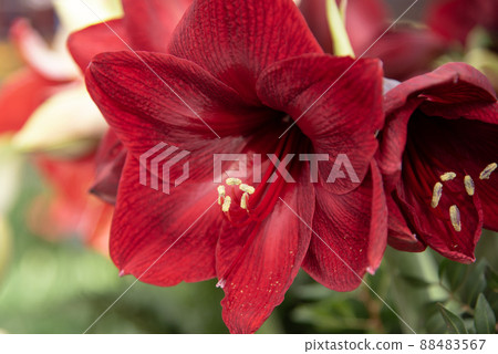 Lisse, Netherlands, April 2022. Close up of blooming flowers with pollen. 88483567
