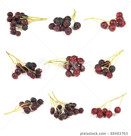 Nine berries of amelanchier or chuckley pear. High resolution photo. 88483763