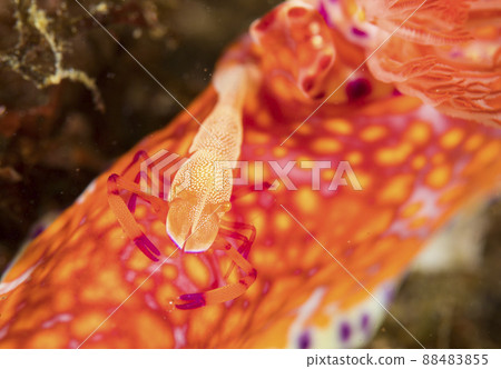 Nudibranch shrimp Nudibranch shrimp 88483855