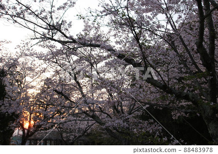 Isonokami Shrine 88483978