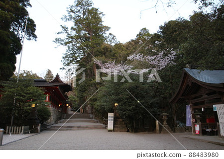 Isonokami Shrine 88483980