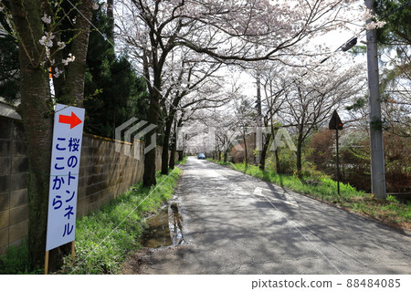 Cherry Blossom Tunnel / Tochigi City Taiheiyama Pleasure Road Cherry Blossom Tunnel / Tochigi City Taiheiyama Pleasure Road 88484085