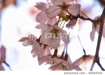 Cherry blossoms and backlight 88484305