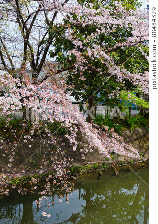 坂川美麗的櫻花（千葉縣松戶市） 88484329