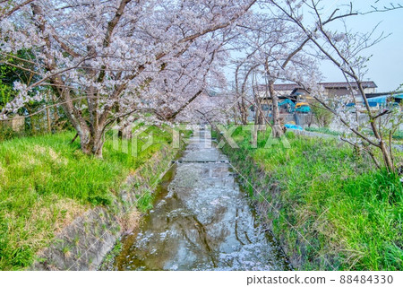 國造谷川櫻花 88484330