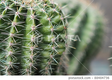 Cactus Cactus 88484736