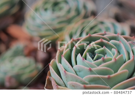 Succulent plants Succulent plants 88484737