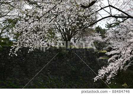 Sorabori and Yoshino cherry tree in Nagoya Castle 88484746