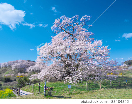 Single Cherry Blossom-The Great Cherry Blossoms of Shionozaki (2020) 88484843
