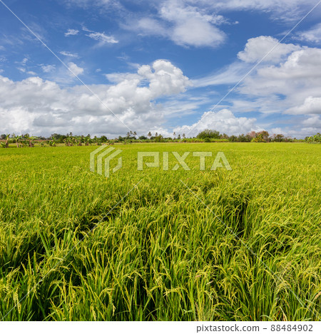 Beautiful scenery of rural nature with a green field in the area near Bangkok. With a blue sky as a background, Nonthaburi, Thailand 88484902