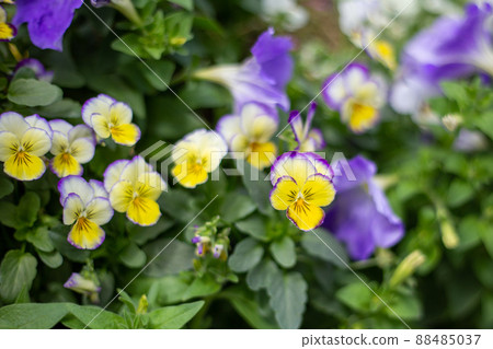 Purple and yellow pansies blooming in the flowerbed 88485037