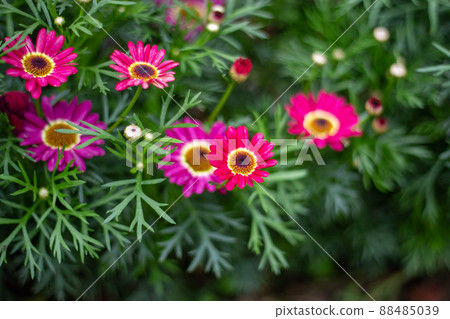 Pink marguerite blooming in the flowerbed 88485039