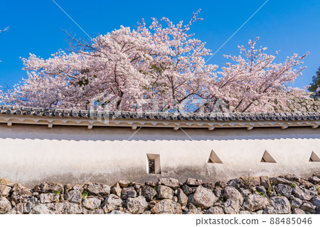 (兵庫縣)姬路城,武士,武士,櫻花盛開 (兵庫縣)姬路城,武士,武士,櫻花盛開 88485046