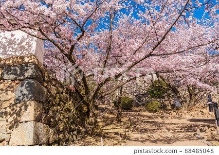 (兵庫縣)姬路城,武士,武士,櫻花盛開 (兵庫縣)姬路城,武士,武士,櫻花盛開 88485048