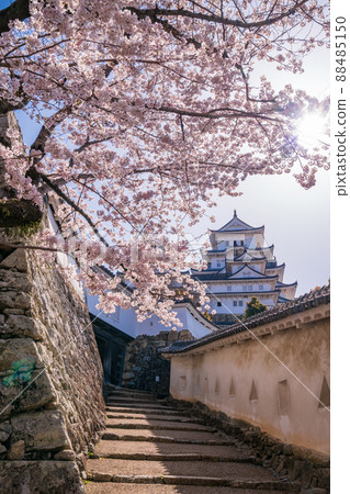 (Hyogo Prefecture) Himeji Castle, Hishimon, Sakura in full bloom (Hyogo Prefecture) Himeji Castle, Hishimon, Sakura in full bloom 88485150