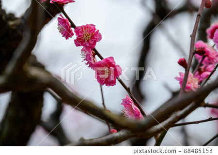 2022 Osaka Castle Plum Grove Yaekanume 88485153