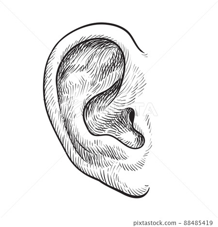 Hand drawn ear 88485419