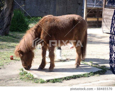 Pony 88485570