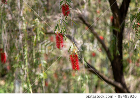 開花在好天氣的紅色Callistemon花 88485926