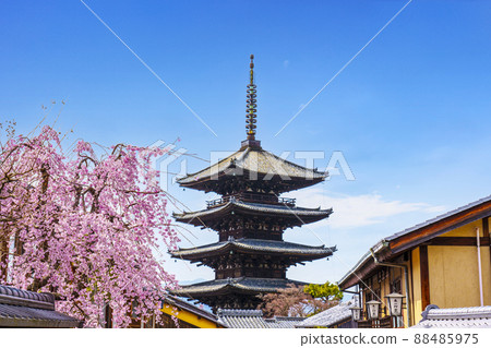 Yasaka Tower and cherry blossoms in full bloom [Spring 2022 Kyoto] 88485975